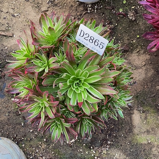 2865凤凰锦多肉法师锦