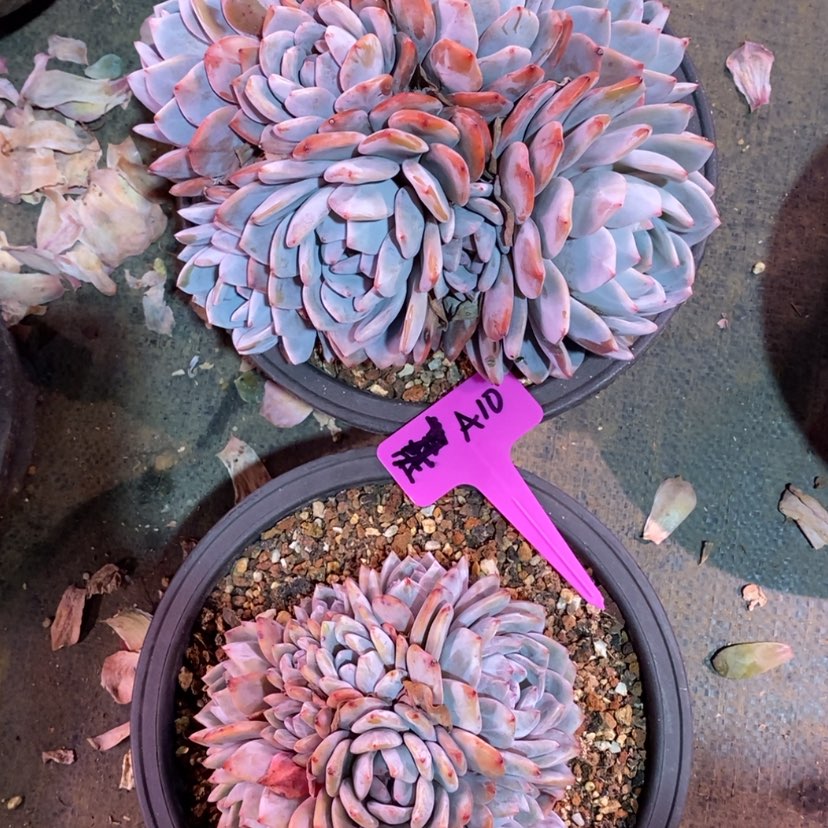 【闪购商品】三*2颗星影群1223