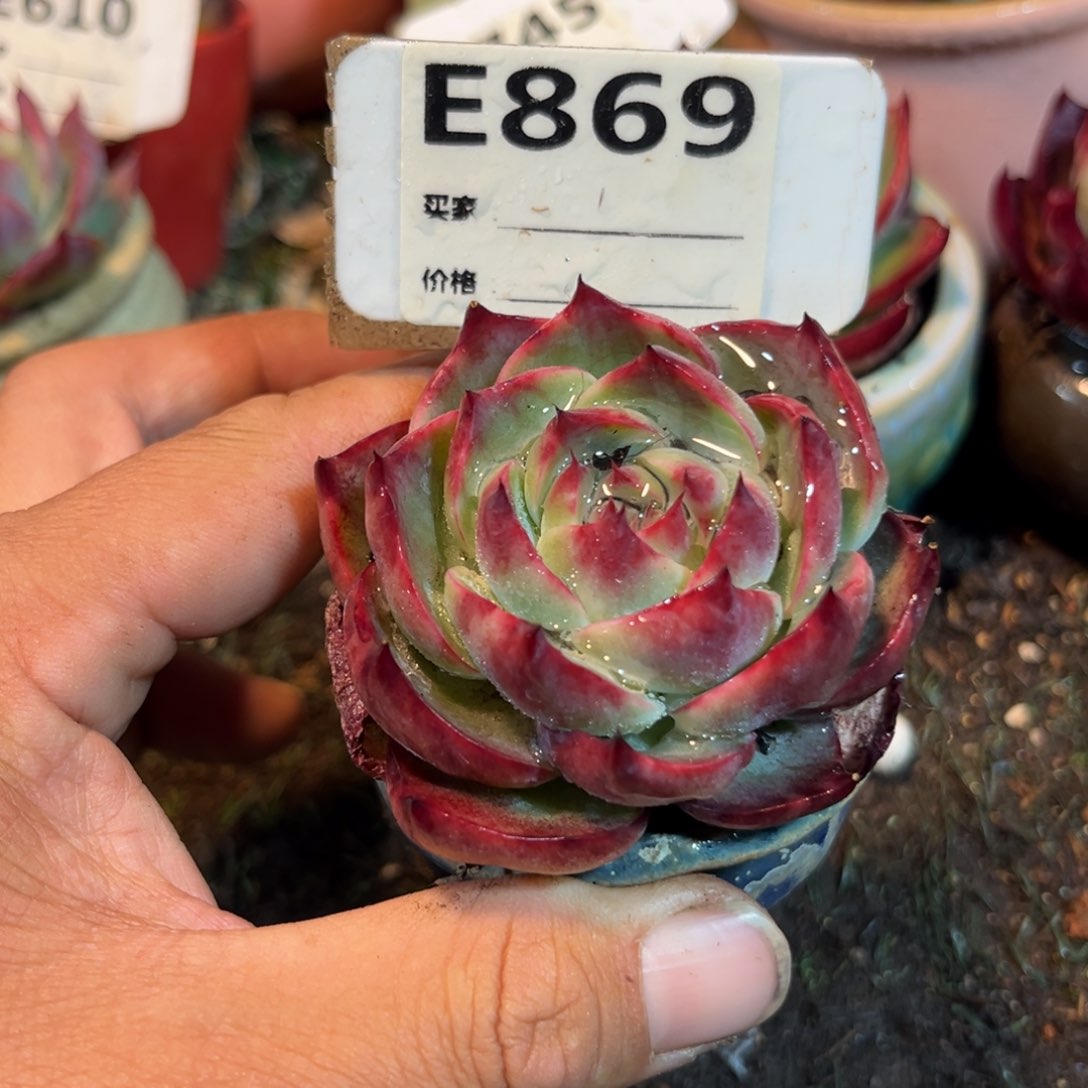 惊鸿一瞥869号多肉