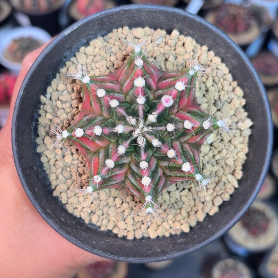 泰系米哈仙人球800实生