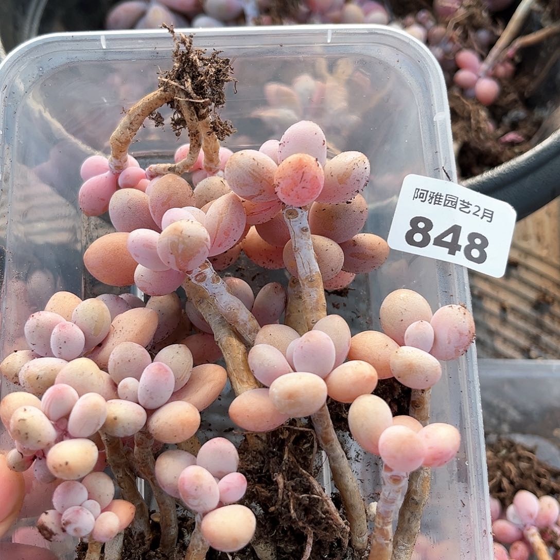 阿雅园艺。   848