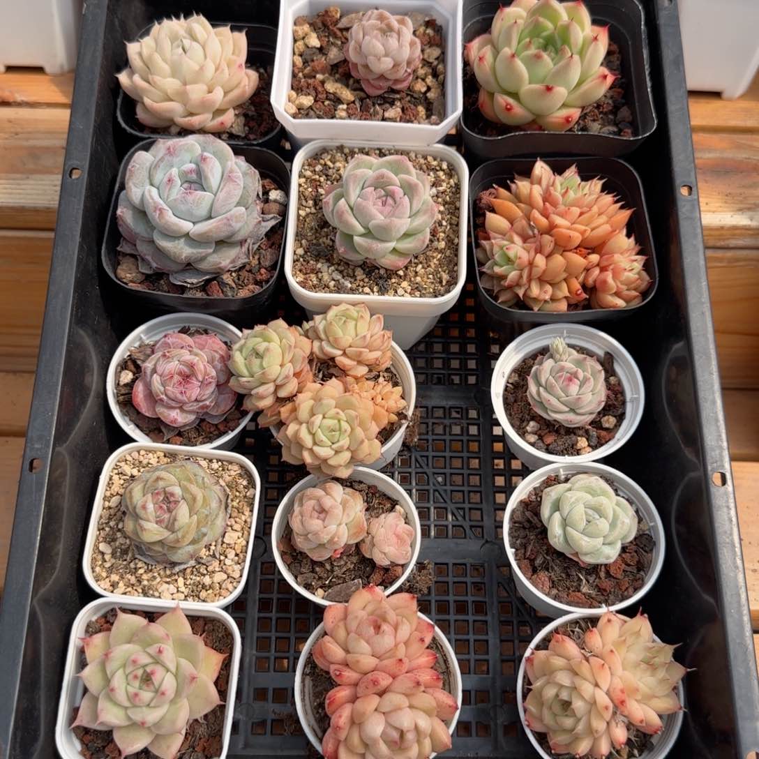 框拍框拍0225-111