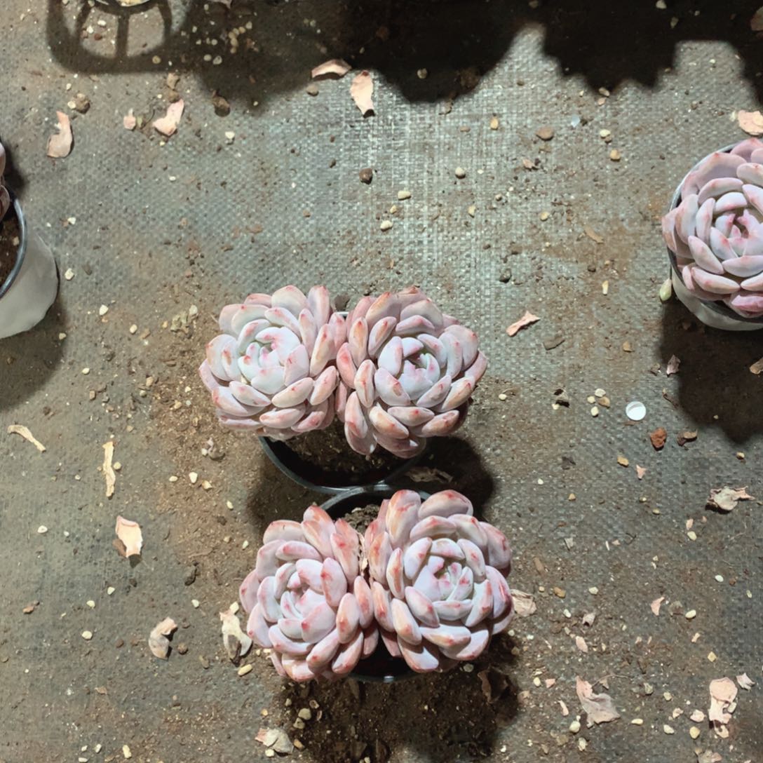 多肉植物是由三支一小块石块