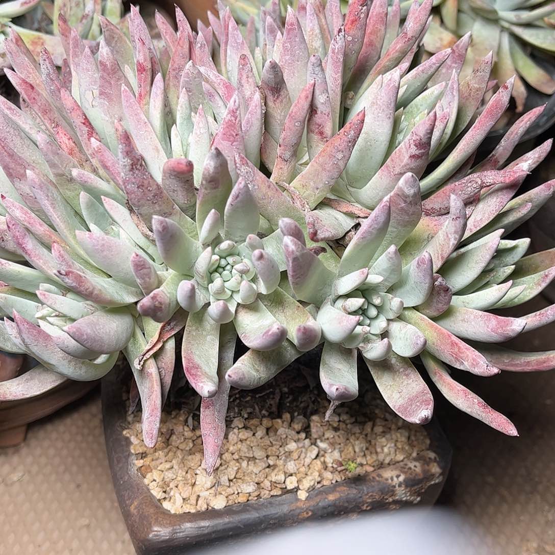 8167蓦然一白菊仙女杯多肉