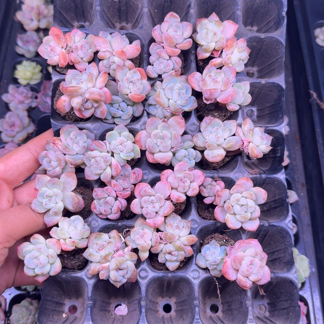 无花朵带杆三厘米一物一拍20颗小树