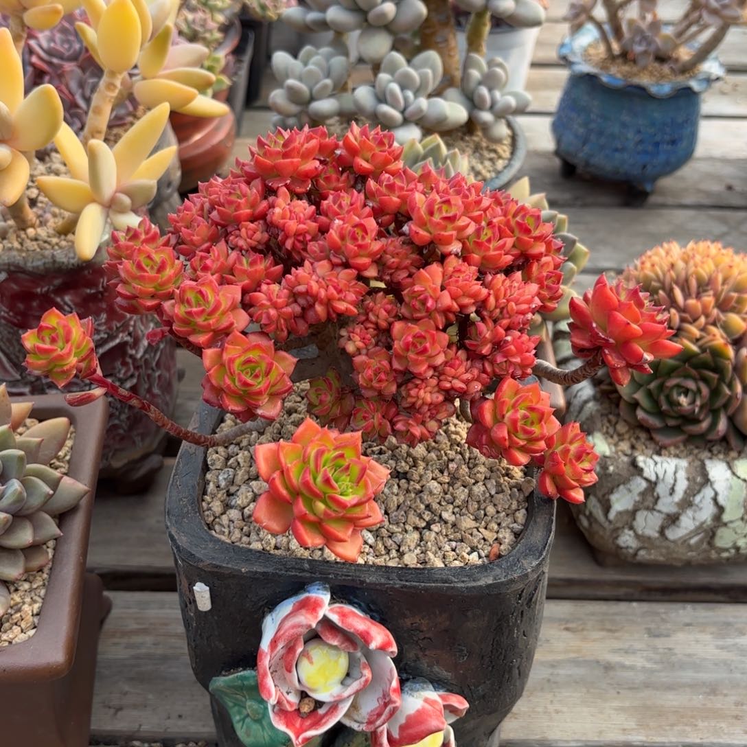 火焰蒂亚树桩1111111