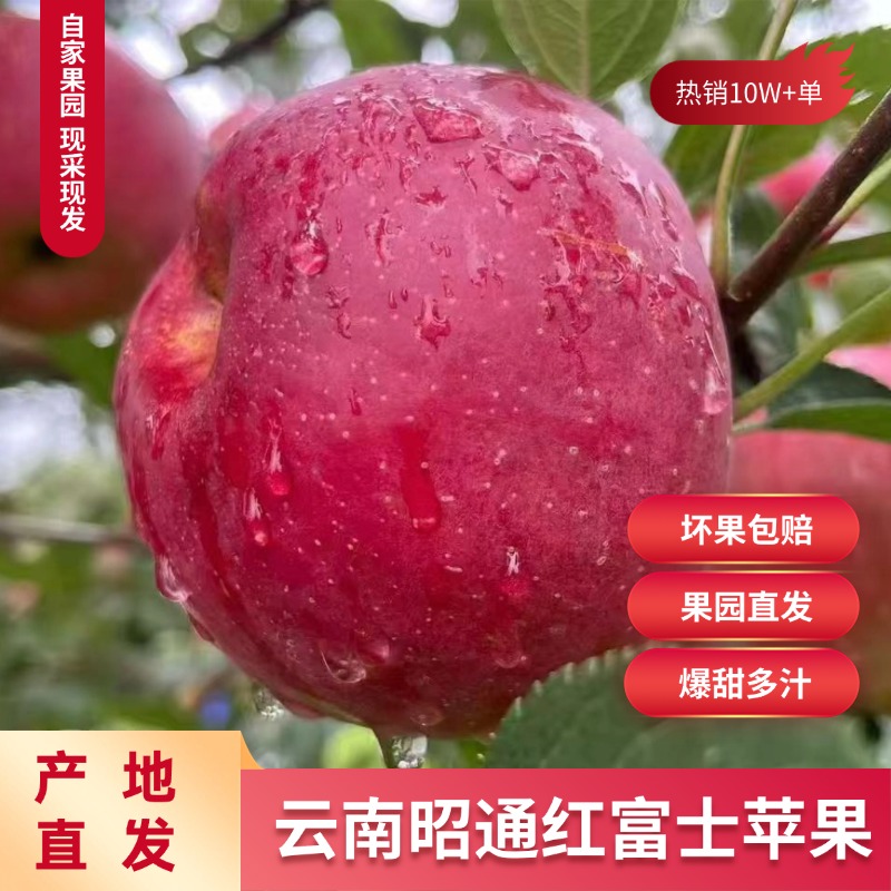 云南昭通红富士苹果新鲜现摘脆甜多汁冰糖心水果