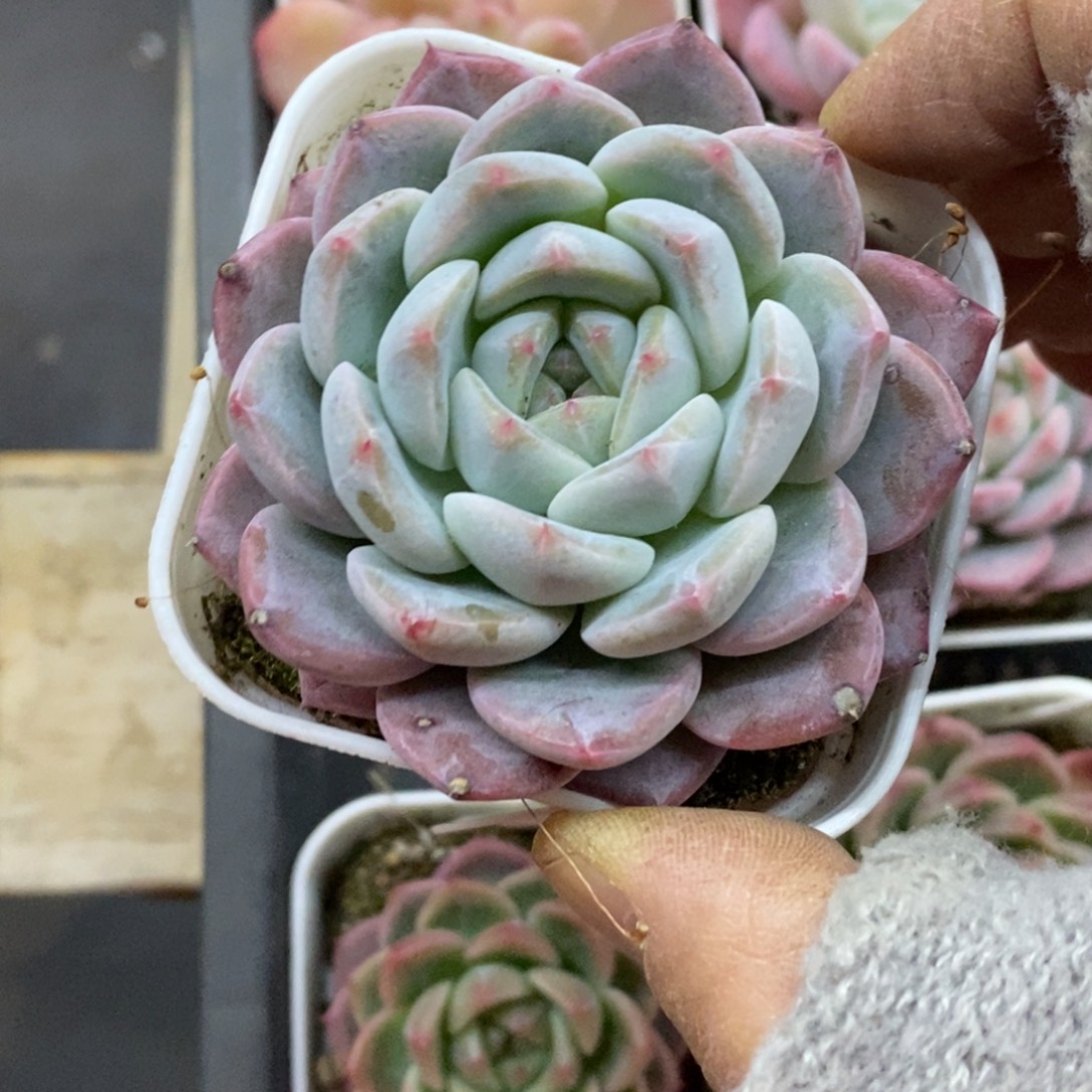 精品多肉一物一一拍不包整103