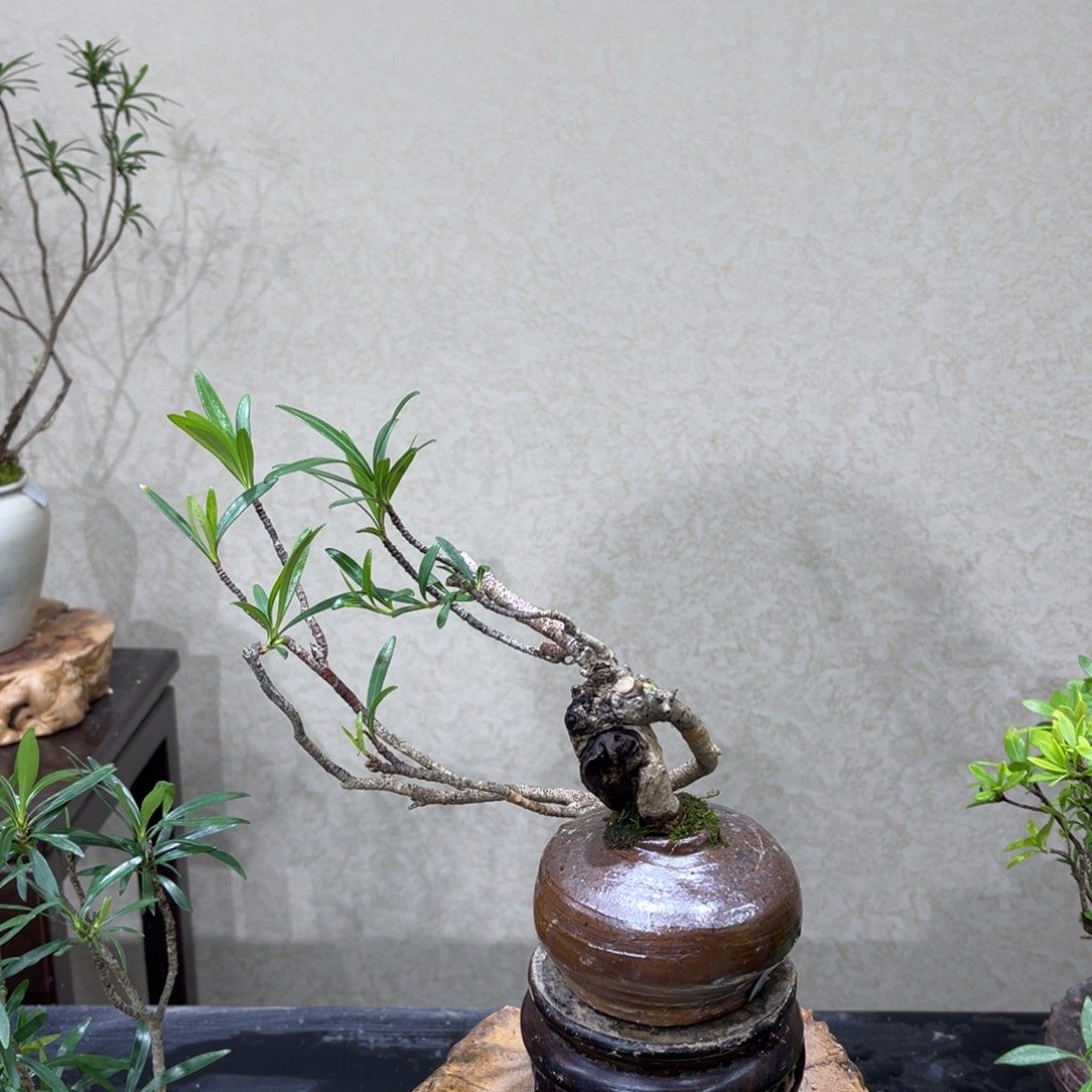 拈***笑无花朵456688789996