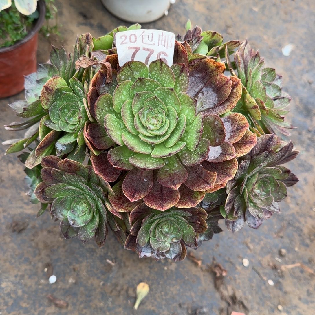 万拉丝776满20包邮断枝不包