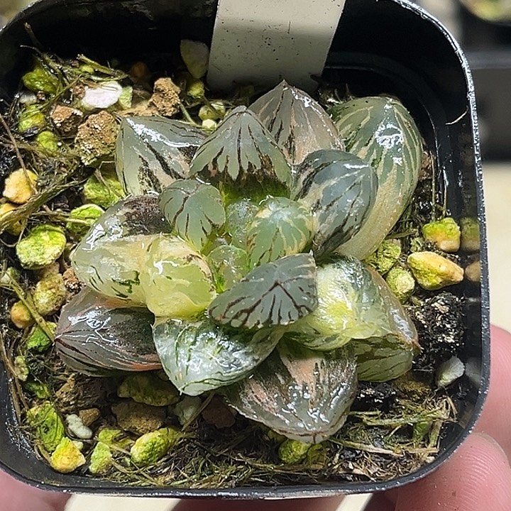 370龙爪玉露锦头家多肉十二卷