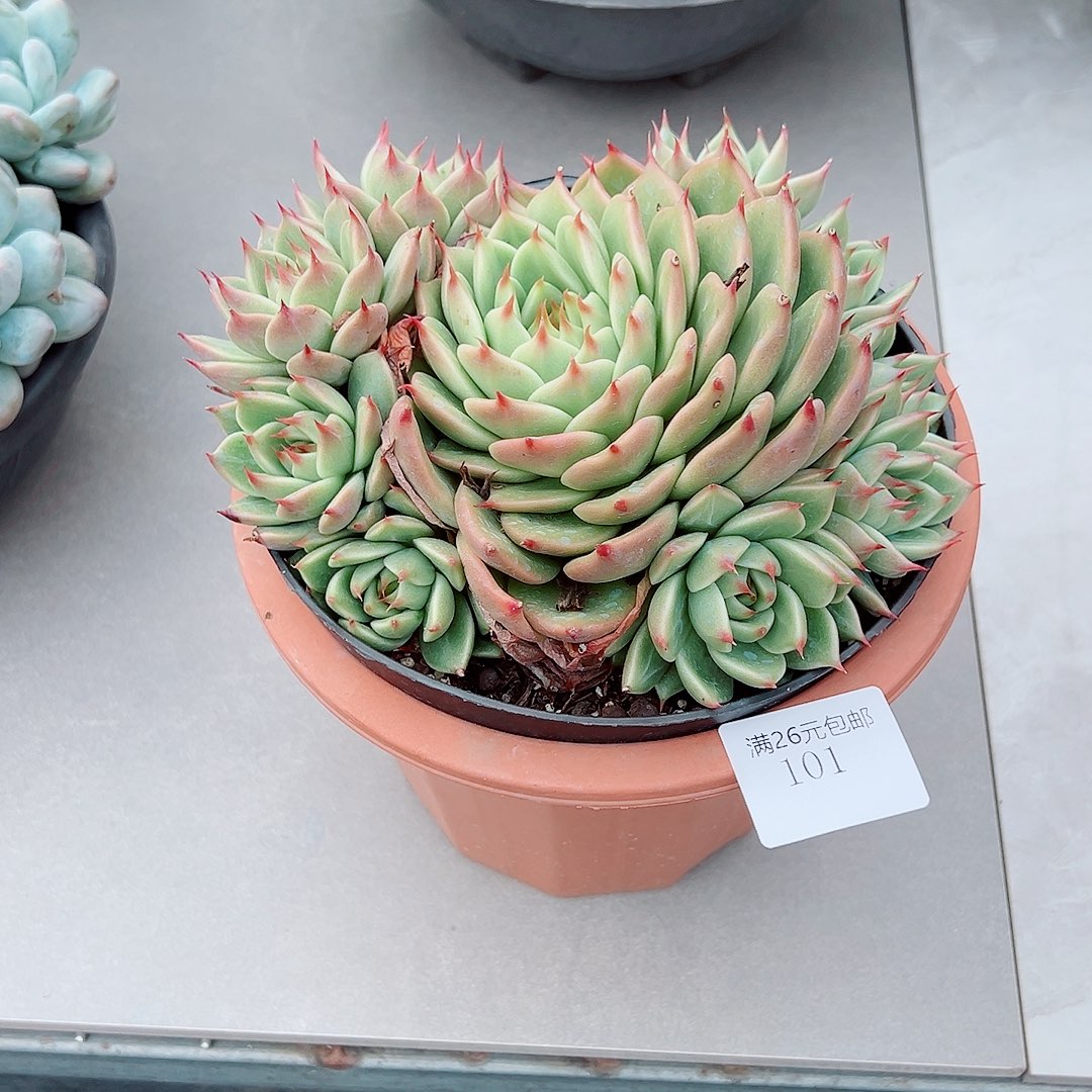 葵***花101丽丽多肉植物多肉