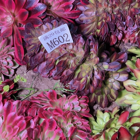 602抹茶坠多肉植物