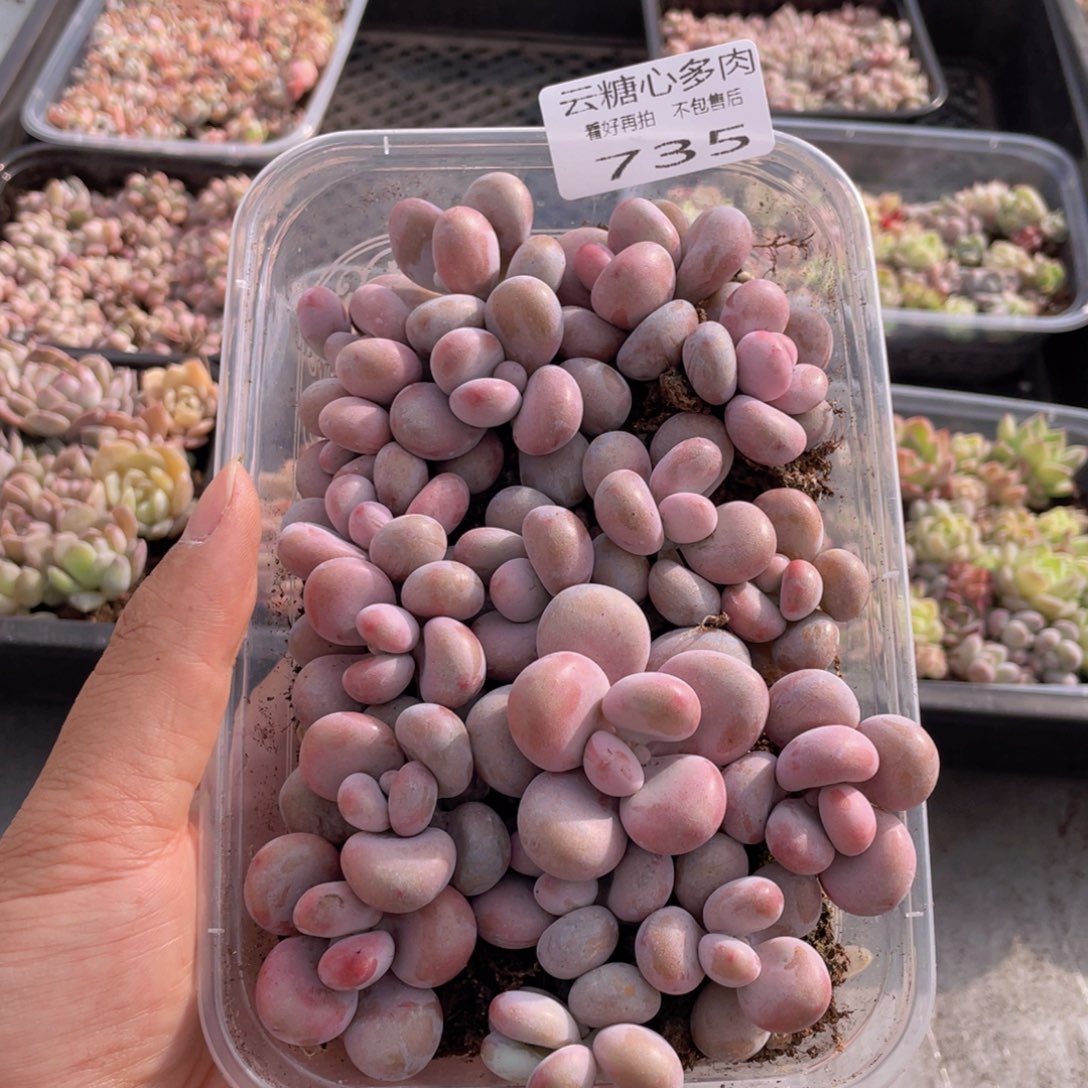 云糖心多肉植物735