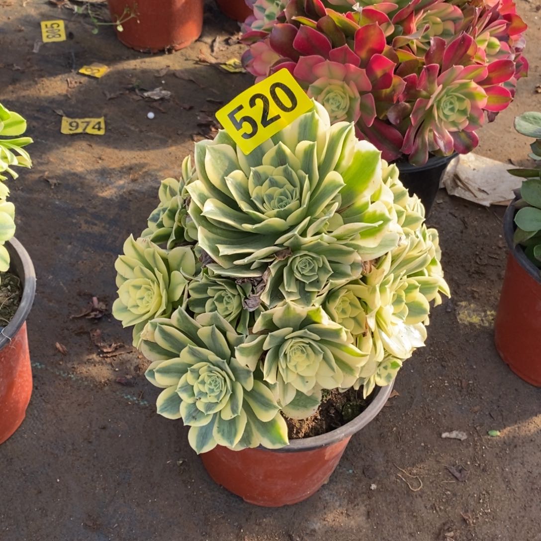 绿豆沙多肉法师520