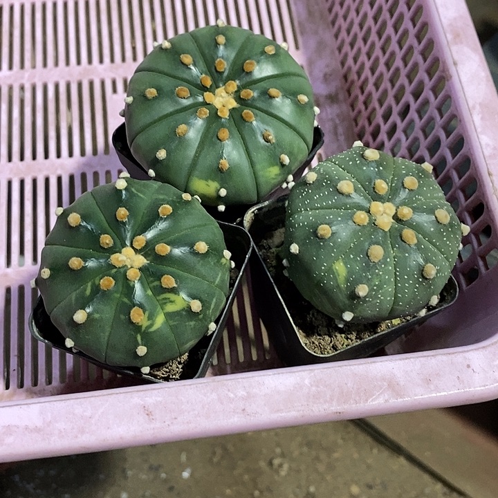组合3棵实生带盆发货