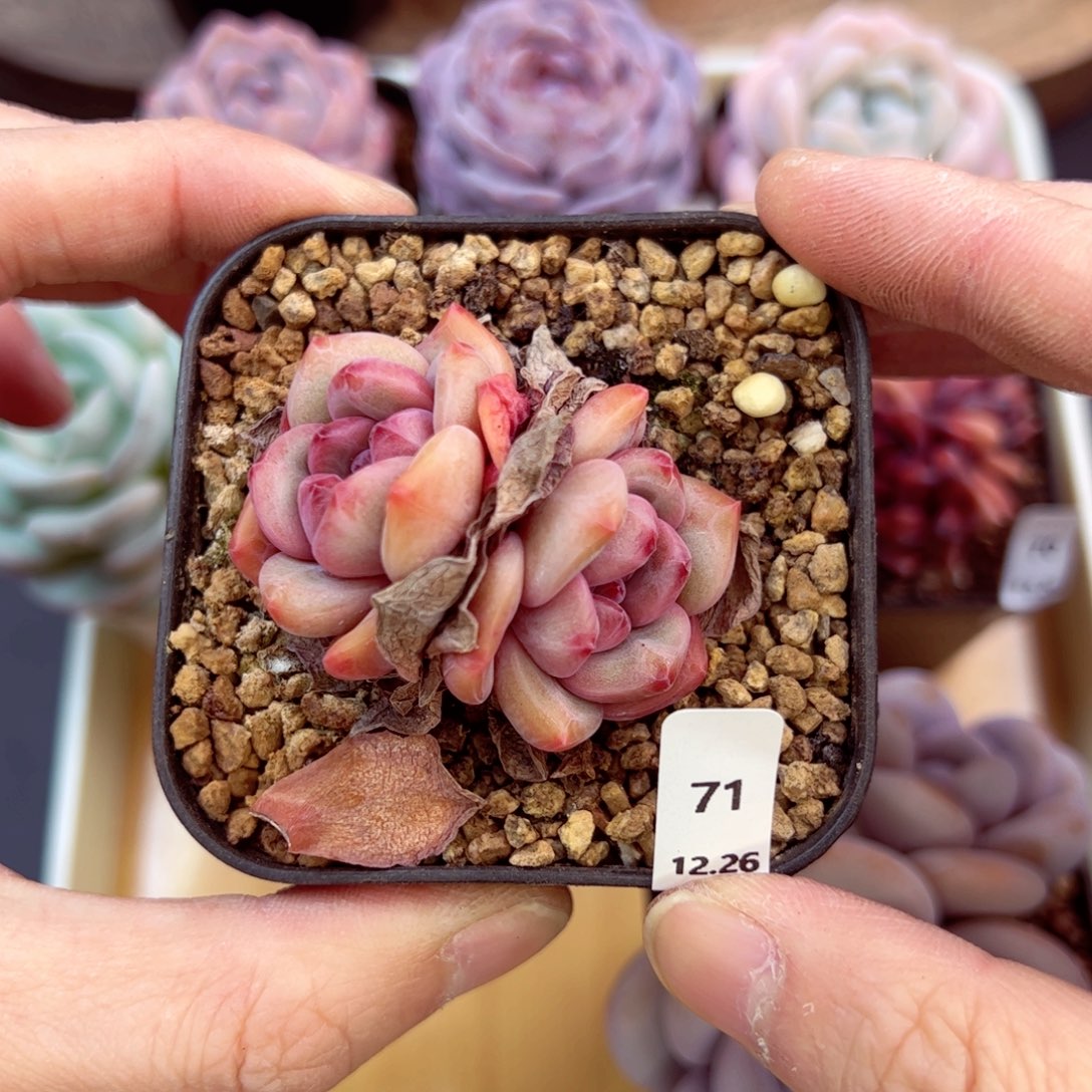 好好看71、哈哈哈哈