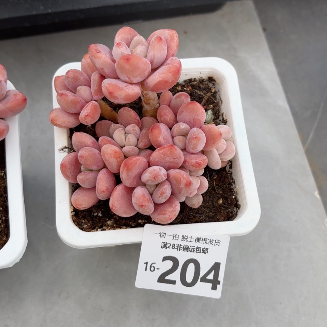 红洛神老桩多肉多肉多肉