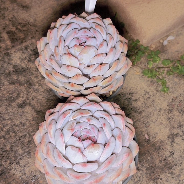 慈梦露一物一拍A054