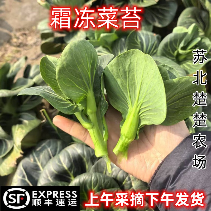 【顺丰】苏北霜冻青菜苔菜心当天现摘露天青菜芯青菜头软糯香甜