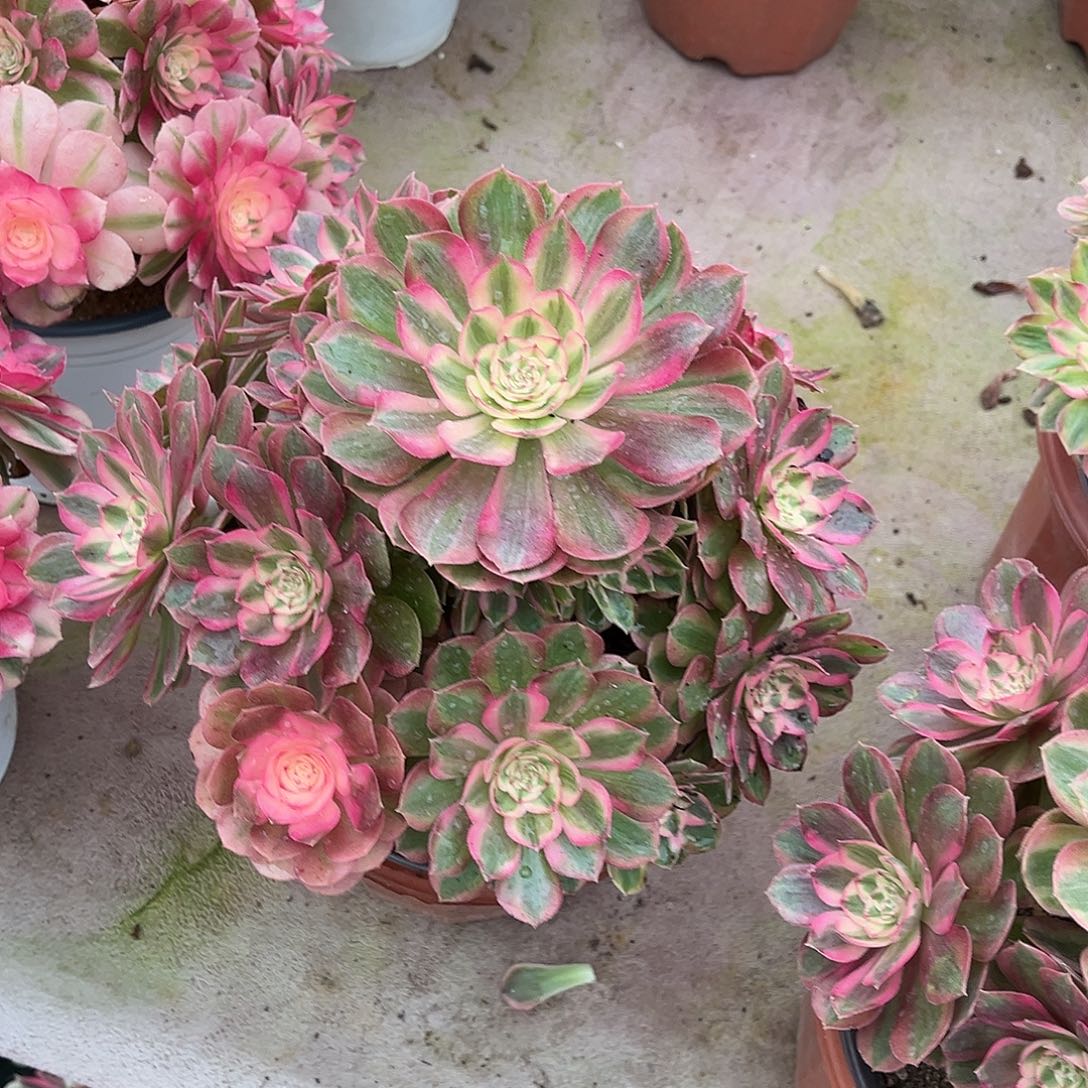 静***语荔枝hhhhhhhhhhhhhhhhh