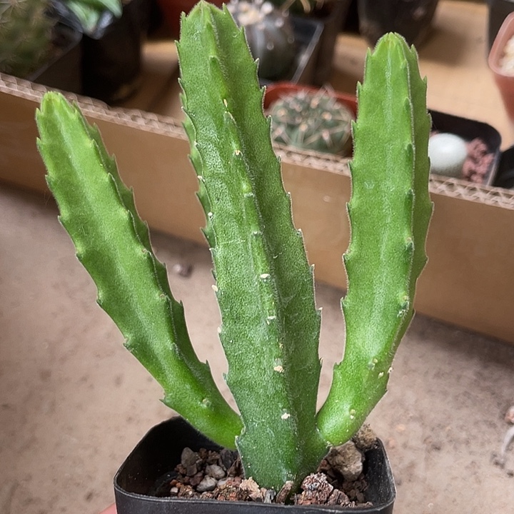 370仙人球植物开花
