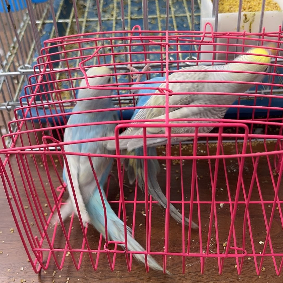 虎皮鹦鹉金彩鹦鹉