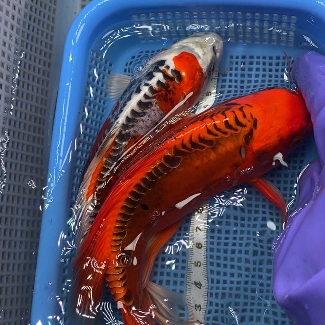 锦鲤冷水锦鲤包邮