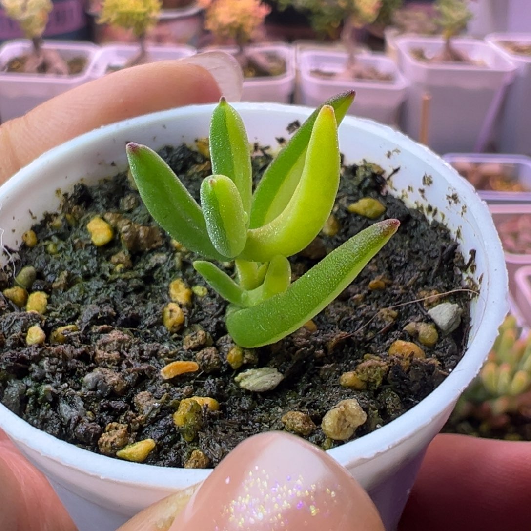 炸多肉的枝干香蕉黄锦阴阳带拉丝