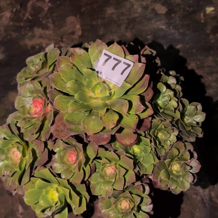 777绿体科技锦多肉植物