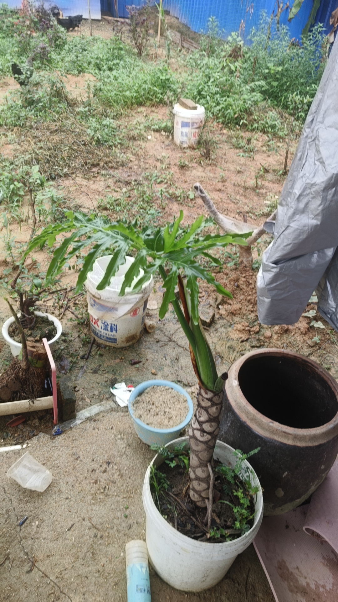 小叶簕竹茶桌盆景盆栽绿植生桩四季常青可练手
