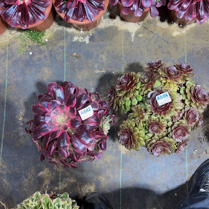 A****t884.882蛇毒加红魔多肉