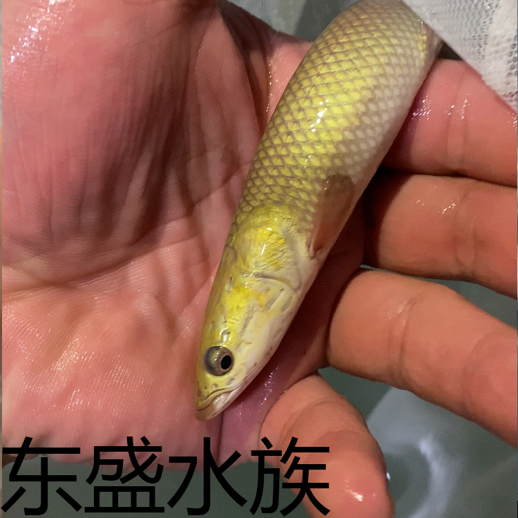 巨骨鱼舌鱼苗红尾巴海象猛鱼养鱼饲养混养活体水族