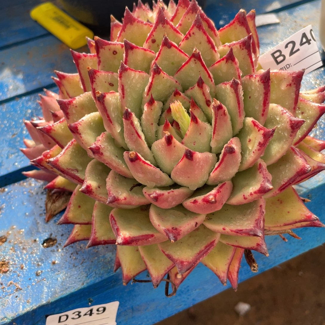 无花朵若茹东云单拍B240