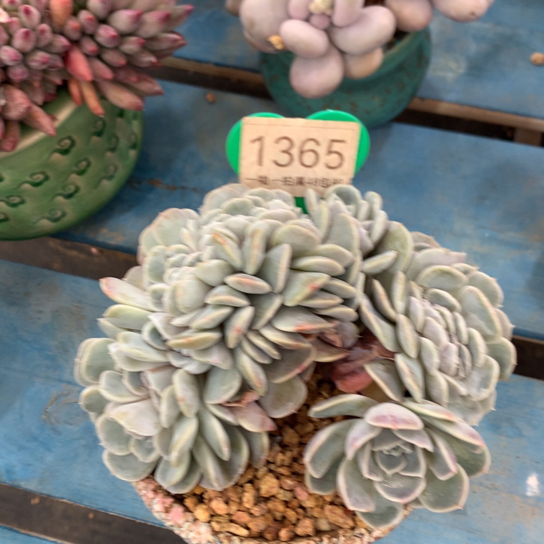 汉堡缀化一物一拍1365