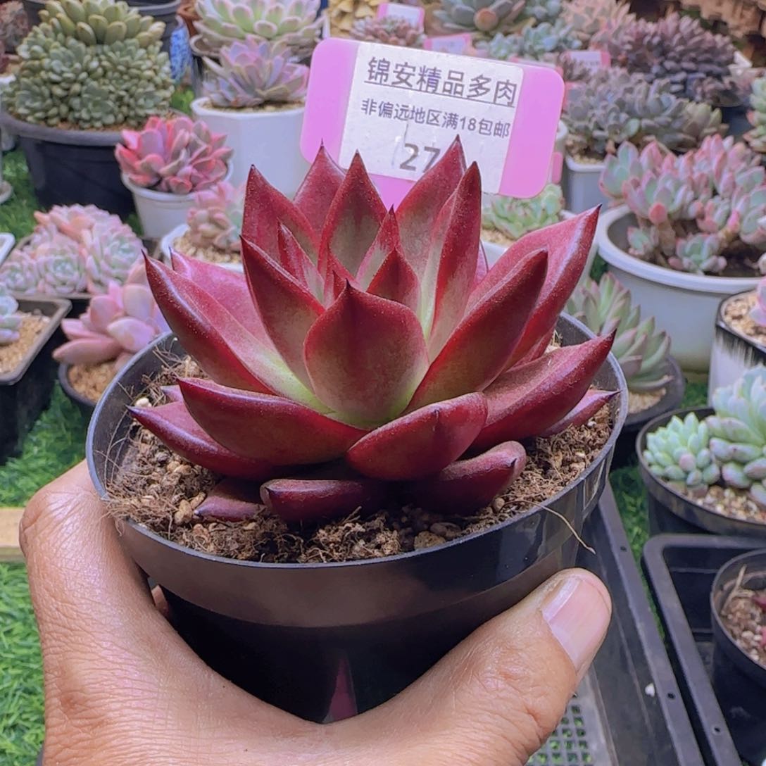 锦安精品多肉植物275
