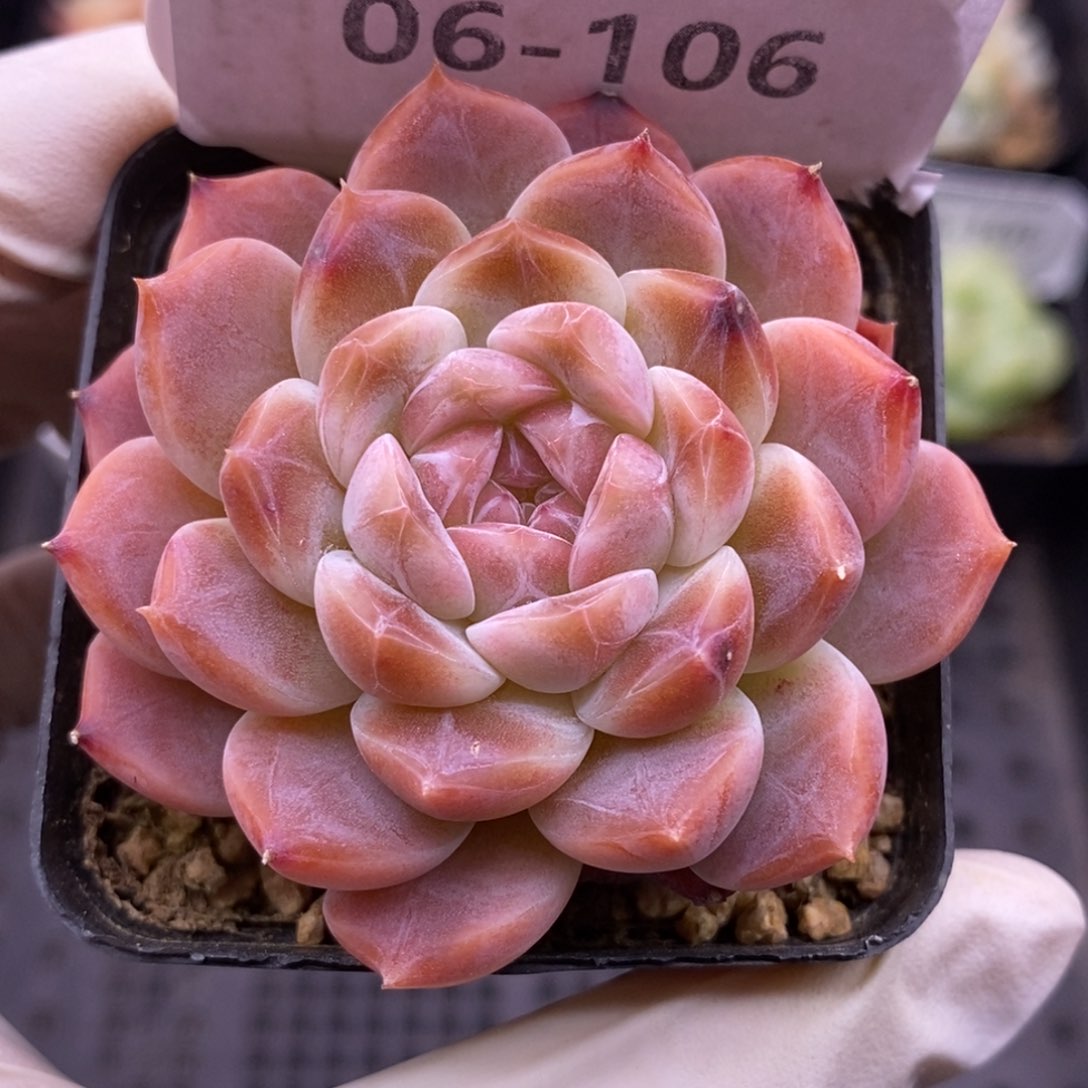 【闪购商品】06-106