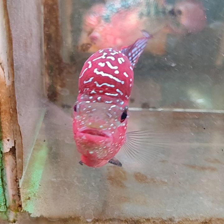 罗汉鱼2222222222222