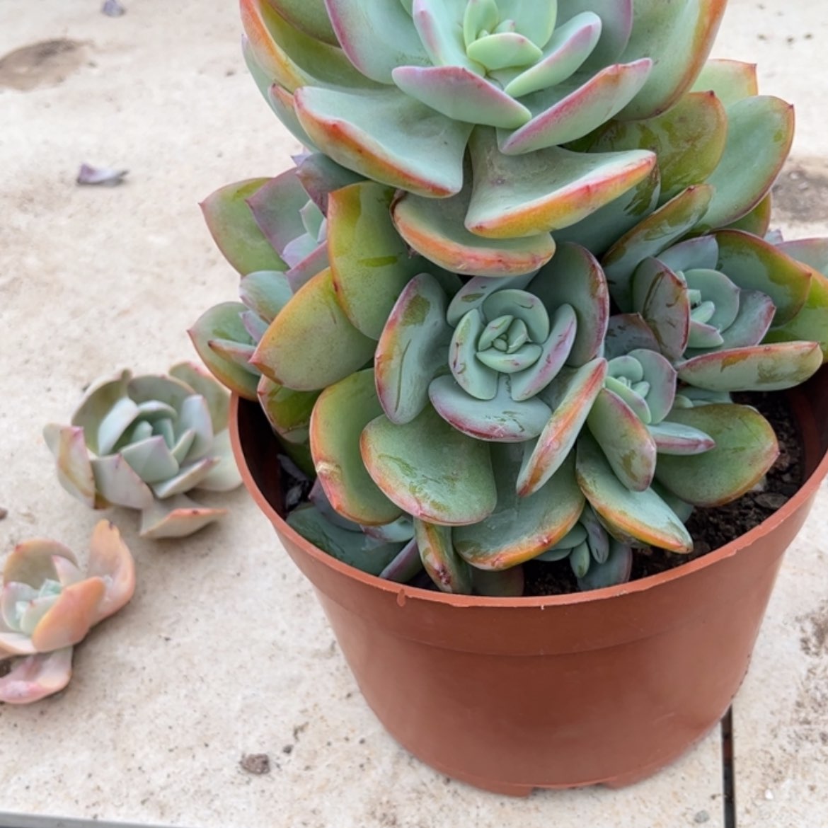 【闪购商品】无花朵欣*