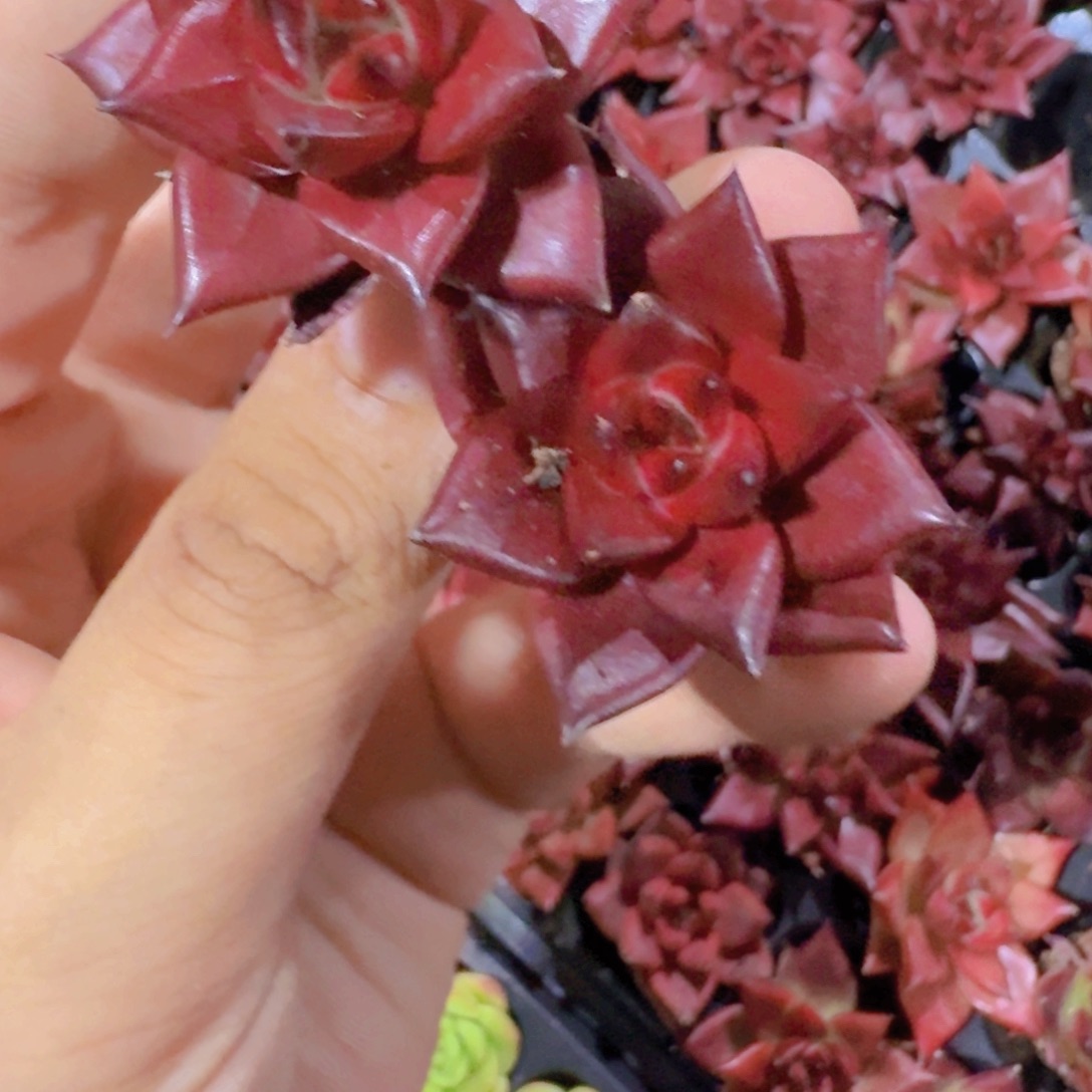 罗宾穴盘五颗一组