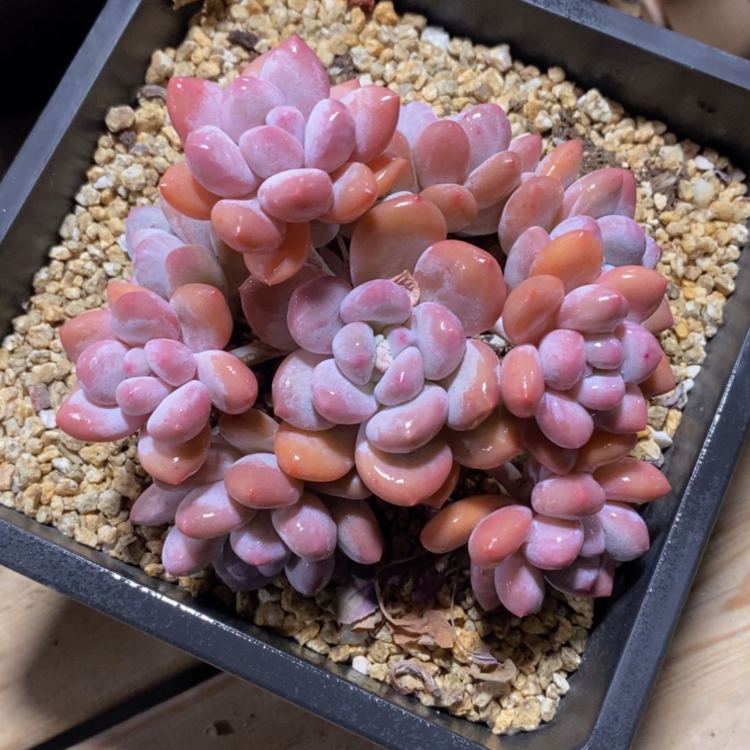 可问主播品种，下滑链接更多品种多肉选择