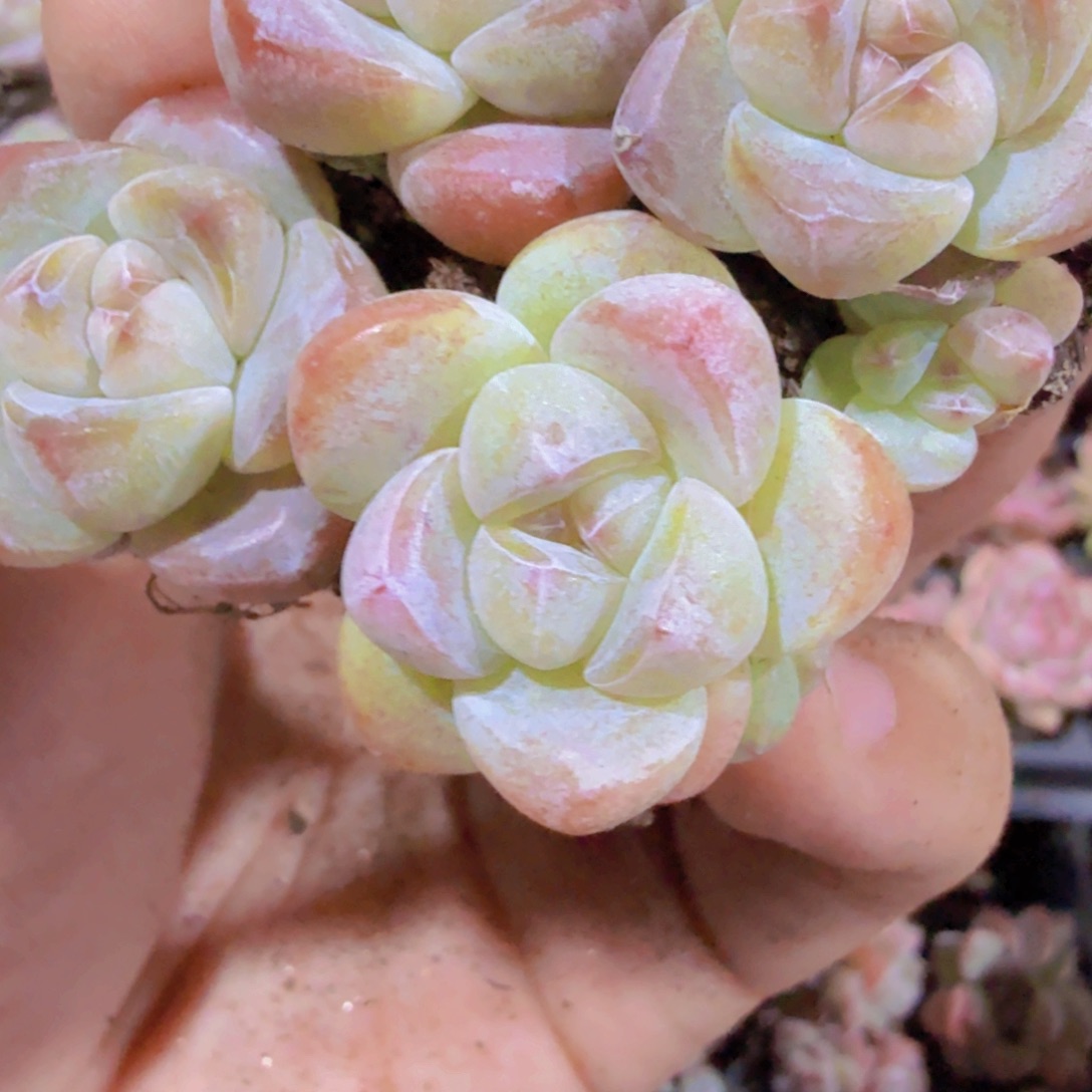 琥珀冰玉六颗一组