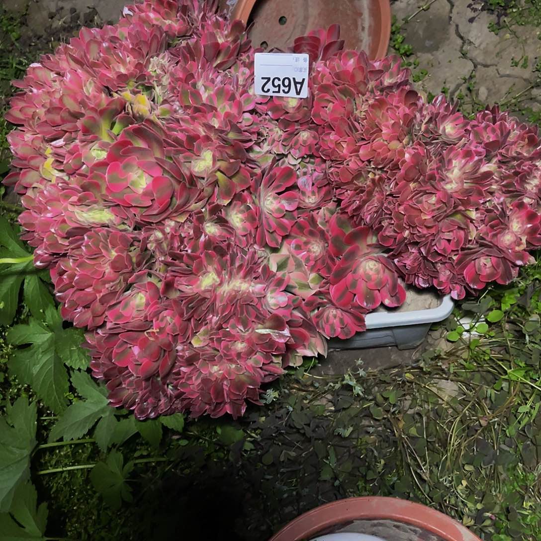 女巫法师15/-29不包邮x