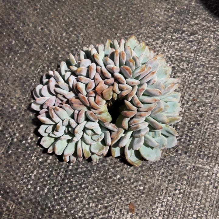 星影朵朵全朵缀12头叶插
