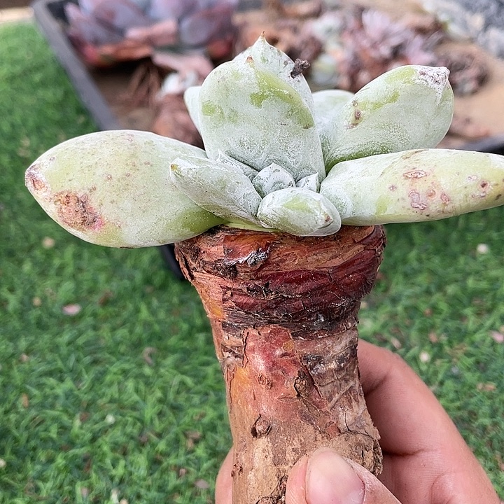 普芙拇指粗桩福利