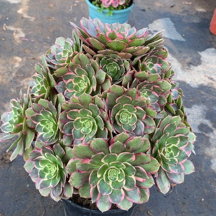 粉女妖多肉植物8。 