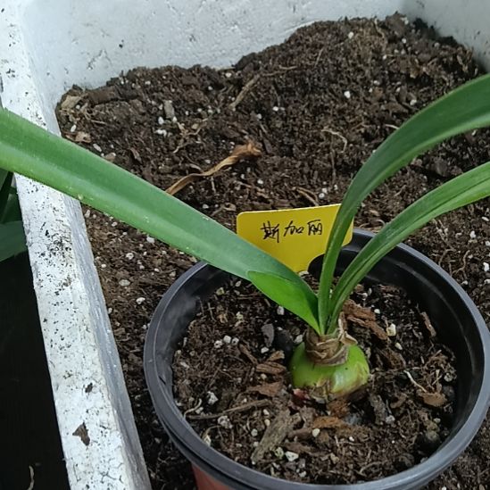 最***井无花朵斯嘉丽3.8发一个