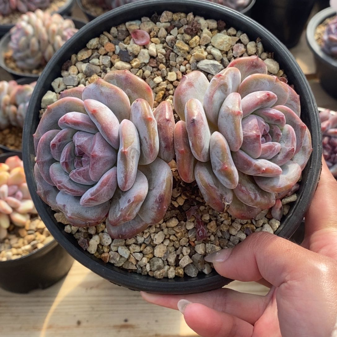 双头绿底紫心短圆肥 