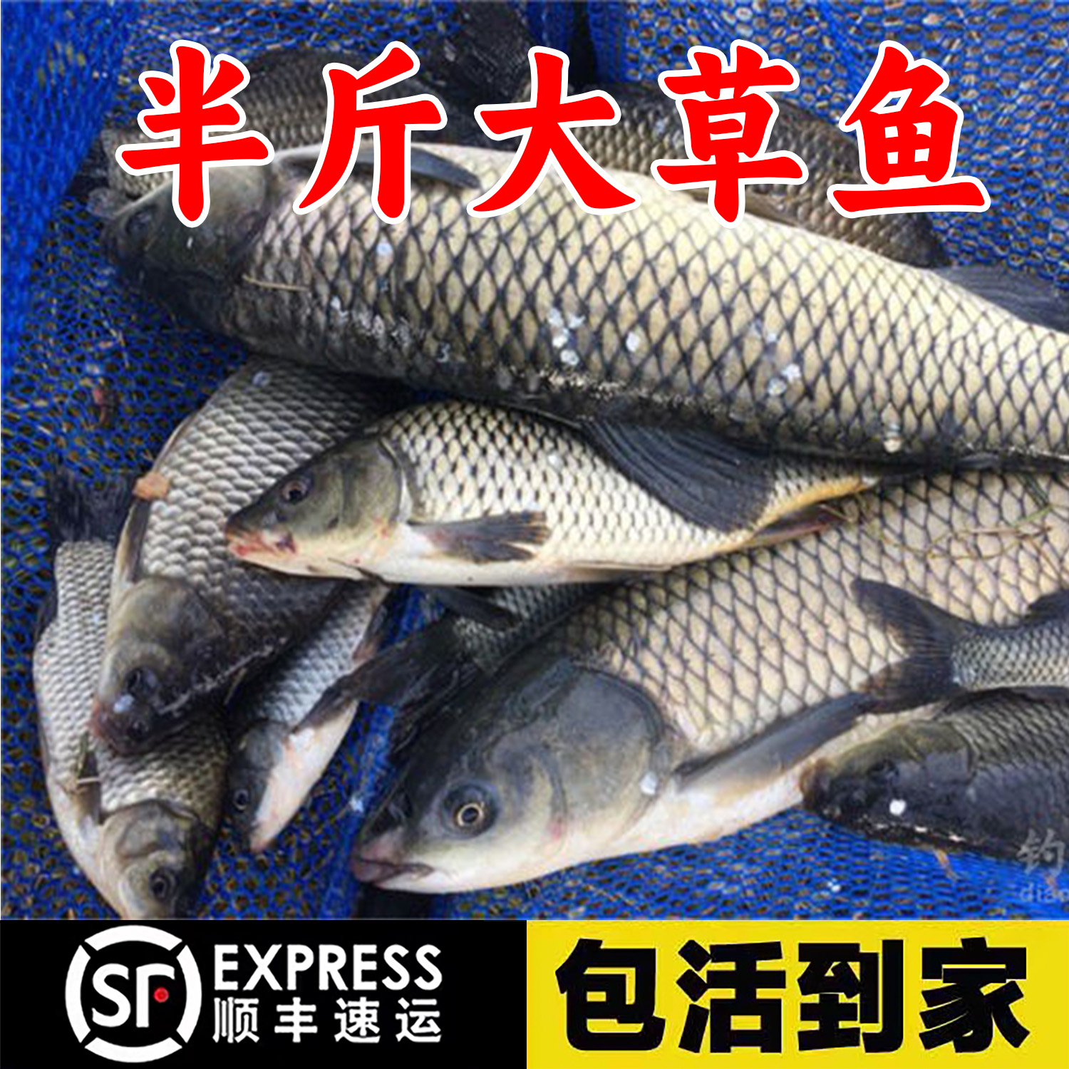 优质草鱼大规格半斤皖鱼饲料白鲢鱼螺丝鲫鱼包活