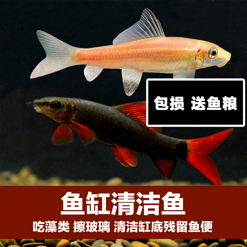 【清洁鱼】除藻吃残留垃圾清洁鱼工具鱼热带观赏鱼清道夫